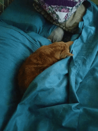 A Cat Is Laying On A Bed With A Blue Blanket GIF