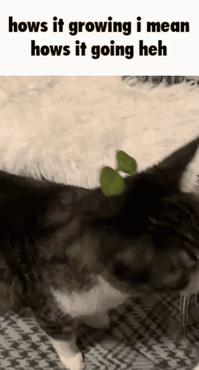 A Cat Is Laying On A Bed With A Green Plant On Its Head And A Caption That Says Hows It Growing GIF