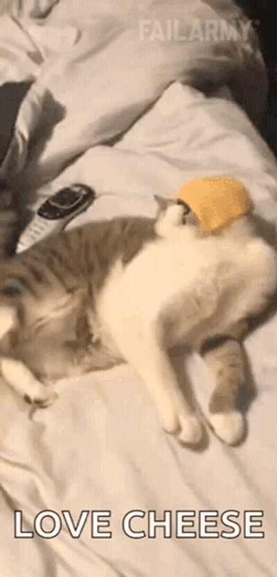 A Cat Is Laying On A Bed With A Hat On Its Head And The Words `` Love Cheese '' . GIF