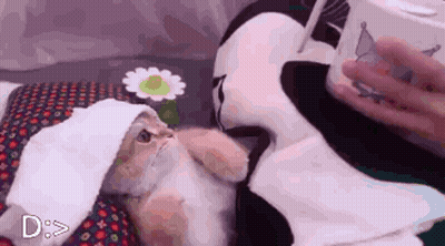 A Cat Is Laying On A Bed With A Person Holding A Cup Of Milk . GIF