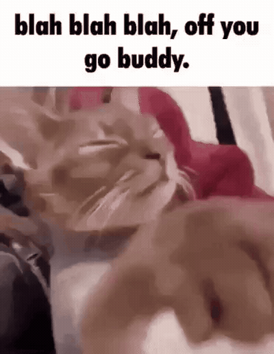 A Cat Is Laying On A Bed With A Person Holding It . GIF