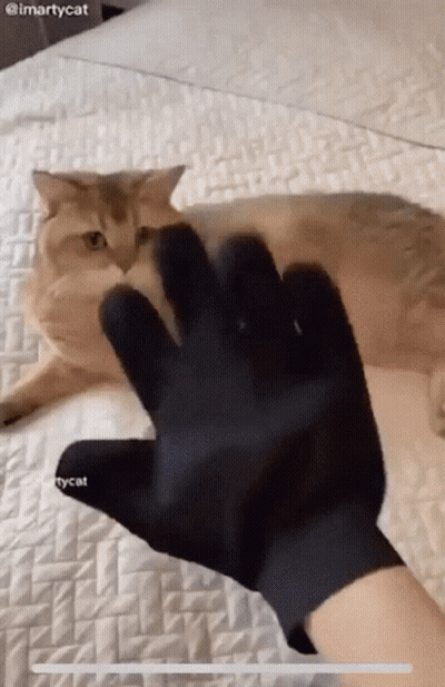 A Cat Is Laying On A Bed With A Person Wearing A Black Glove GIF