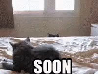A Cat Is Laying On A Bed With A Sign That Says Soon . GIF