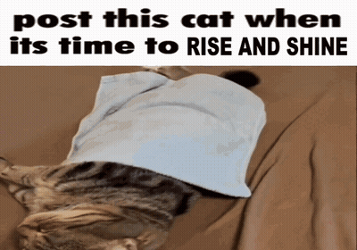 A Cat Is Laying On A Bed With A Towel On Its Head And The Caption Post This Cat GIF