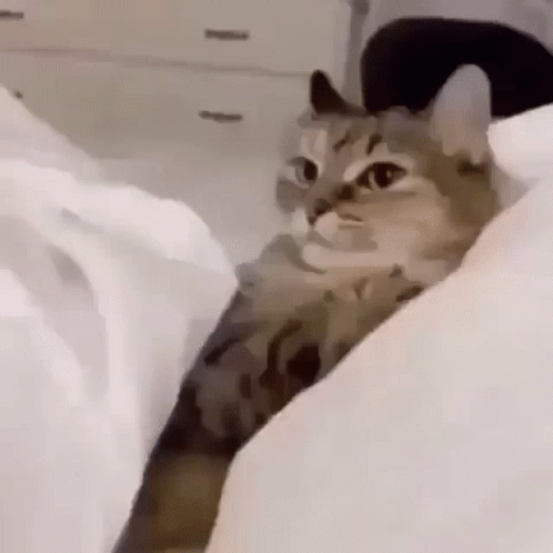 A Cat Is Laying On A Bed With A White Blanket . GIF