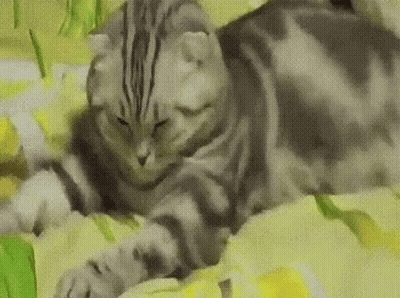 A Cat Is Laying On A Bed With A Yellow Blanket GIF