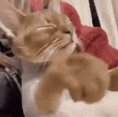 A Cat Is Laying On A Bed With Its Eyes Closed And Its Paws Outstretched . GIF