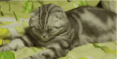 A Cat Is Laying On A Bed With Its Eyes Closed And Looking At The Camera . GIF
