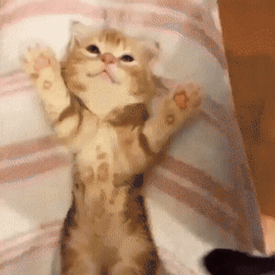 A Cat Is Laying On A Bed With Its Paws Outstretched GIF