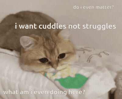 A Cat Is Laying On A Bed With The Caption " I Want Cuddles Not Struggles " GIF