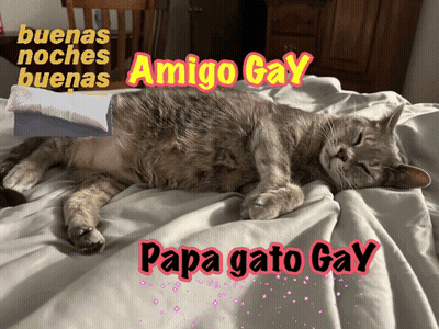 A Cat Is Laying On A Bed With The Words Amigo Gay Papa Gato Gay On The Bottom GIF