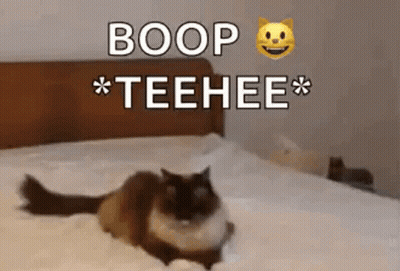 A Cat Is Laying On A Bed With The Words `` Boop Teehee '' Written On It . GIF