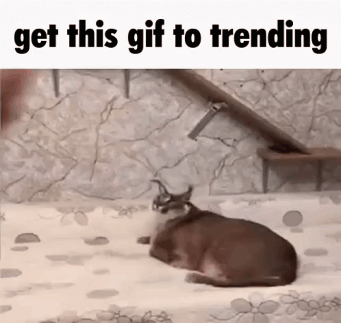 Cat Lying On Bed Get This Gif Trending GIF