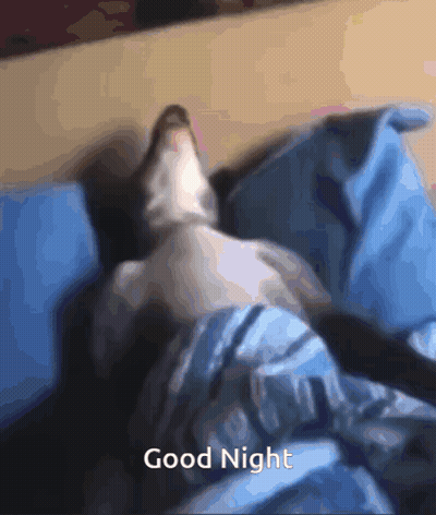 A Cat Is Laying On A Bed With The Words Good Night Written Below It GIF