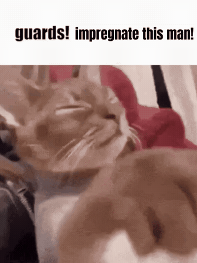 A Cat Is Laying On A Bed With The Words Guards Impregnant This Man GIF