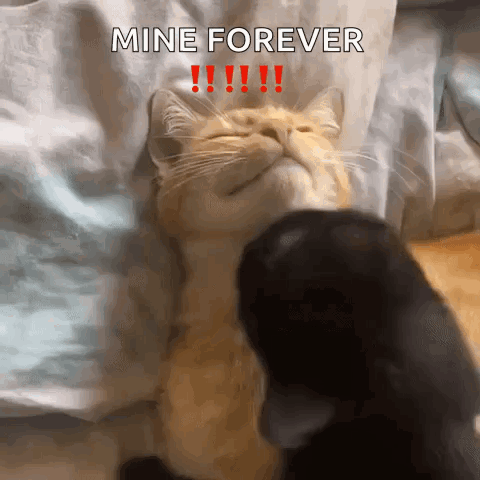 A Cat Is Laying On A Bed With The Words Mine Forever Written On It GIF