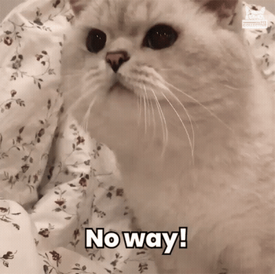 A Cat Is Laying On A Bed With The Words No Way Written On It GIF