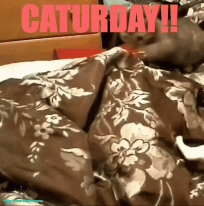 A Cat Is Laying On A Bed With The Words Saturday Written On The Top GIF