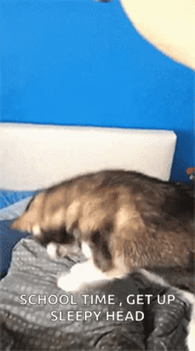 A Cat Is Laying On A Bed With The Words School Time Get Up Sleepy Head Below It GIF