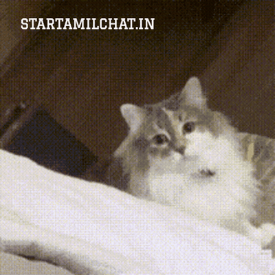 A Cat Is Laying On A Bed With The Words Startamilchat.in Above It GIF