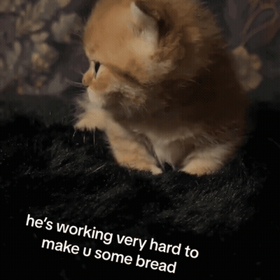 A Cat Is Laying On A Black Blanket With The Words He 'S Working Very Hard To Make U Some Bread GIF