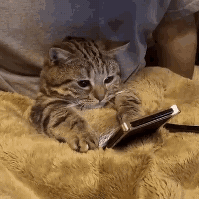 A Cat Is Laying On A Blanket And Looking At A Cell Phone . GIF