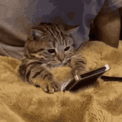 A Cat Is Laying On A Blanket With A Cell Phone In Its Paws . GIF