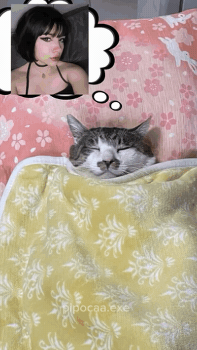 A Cat Is Laying On A Blanket With A Picture Of A Girl Behind It GIF
