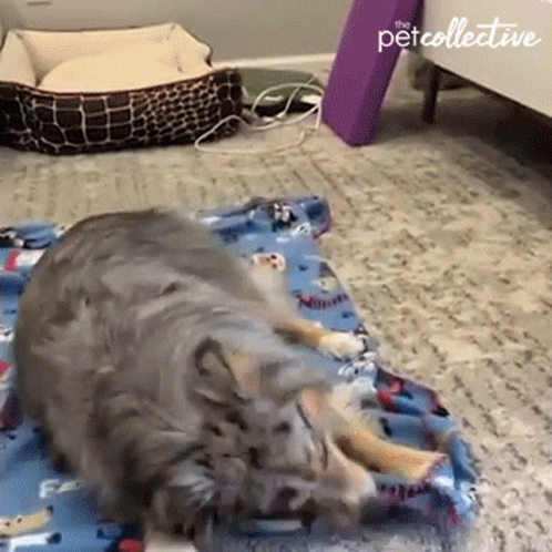 A Cat Is Laying On A Blue Blanket With The Pet Collective Written On The Bottom GIF