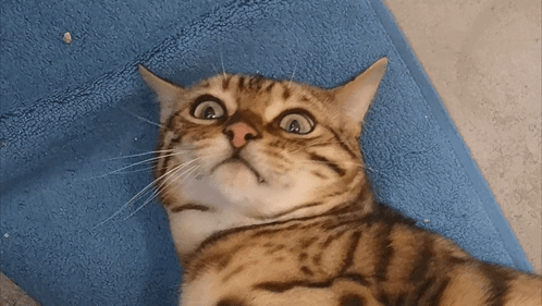 A Cat Is Laying On A Blue Towel And Looking Up At The Camera GIF
