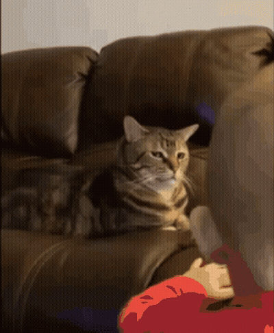 A Cat Is Laying On A Brown Leather Couch Looking At The Camera GIF