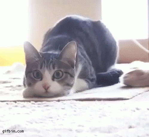 A Cat Is Laying On A Cardboard Box On A Carpet . GIF