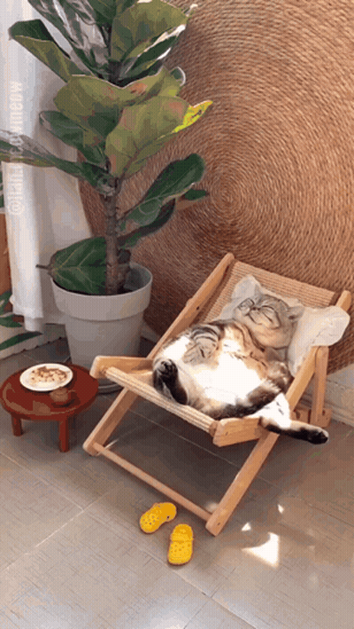 A Cat Is Laying On A Chair Next To A Plant GIF