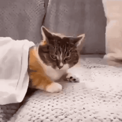 A Cat Is Laying On A Couch Under A White Blanket . GIF