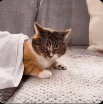 A Cat Is Laying On A Couch Under A White Sheet . GIF