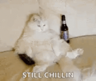 A Cat Is Laying On A Couch With A Bottle Of Beer . GIF