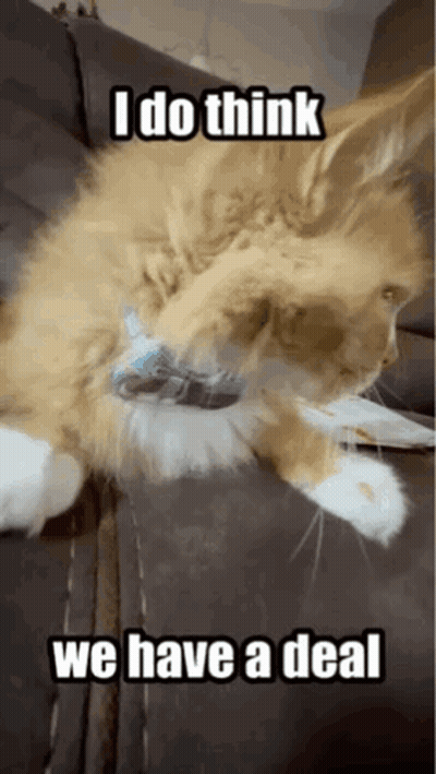 A Cat Is Laying On A Couch With A Caption That Says I Do Think We Have A Deal GIF