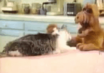 A Cat Is Laying On A Counter Next To A Stuffed Dog GIF