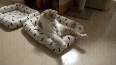 A Cat Is Laying On A Dog Bed On A Floor . GIF
