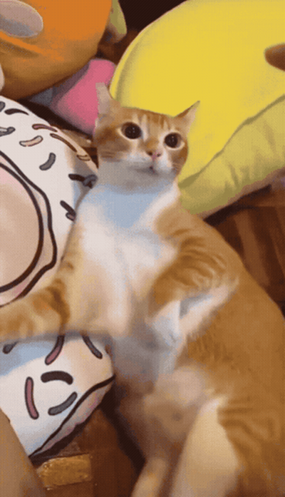 A Cat Is Laying On A Donut Pillow GIF