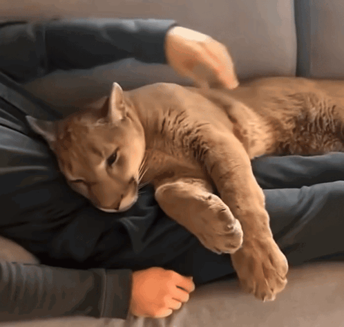 A Cat Is Laying On A Person 'S Lap And Looking At The Camera GIF