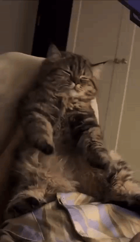 A Cat Is Laying On A Person 'S Lap And Looking At The Camera . GIF
