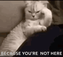 A Cat Is Laying On A Person 'S Lap And Scratching It 'S Head . GIF