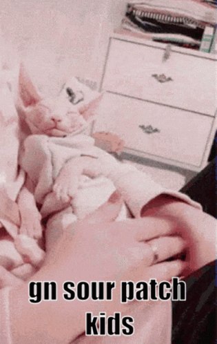 A Cat Is Laying On A Person 'S Lap And The Caption Says Gn Sour Patch Kids . GIF