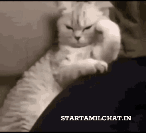 A Cat Is Laying On A Person 'S Lap And The Website Starttamilchat.in Is Displayed GIF