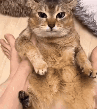 A Cat Is Laying On A Person 'S Lap . GIF