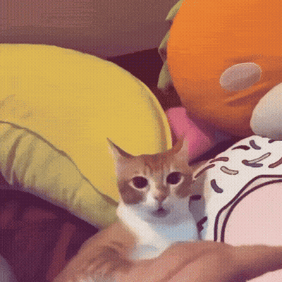 A Cat Is Laying On A Person 'S Lap With A Yellow Pillow In The Background GIF