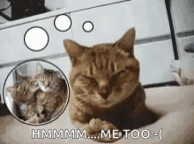A Cat Is Laying On A Person 'S Lap With Its Eyes Closed And A Picture Of Another Cat Behind It . GIF