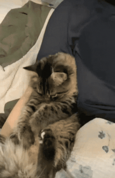 A Cat Is Laying On A Person 'S Shoulder GIF