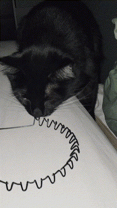 A Cat Is Laying On A Piece Of Paper With A Drawing Of A Spiral On It GIF